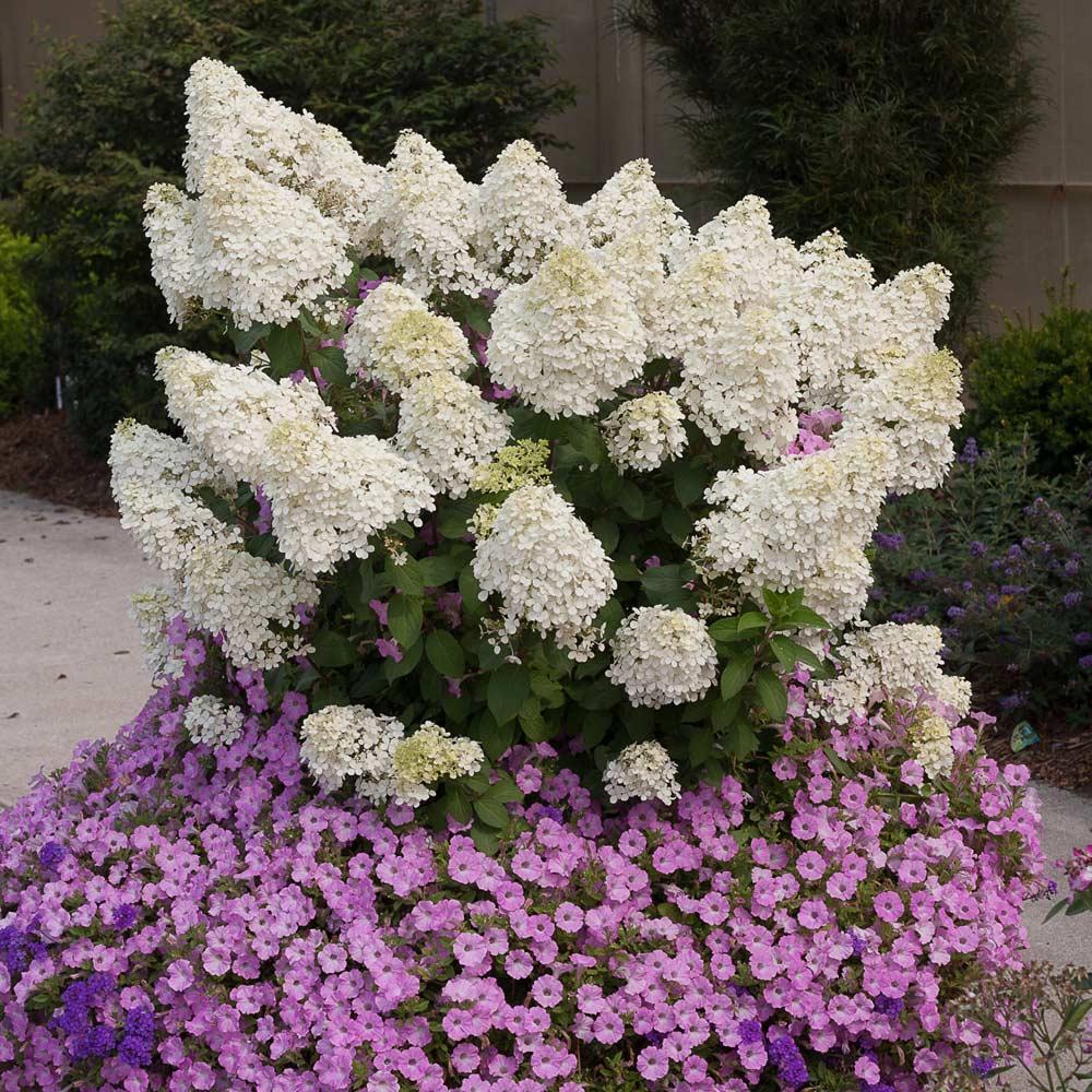 Bobo Hydrangea