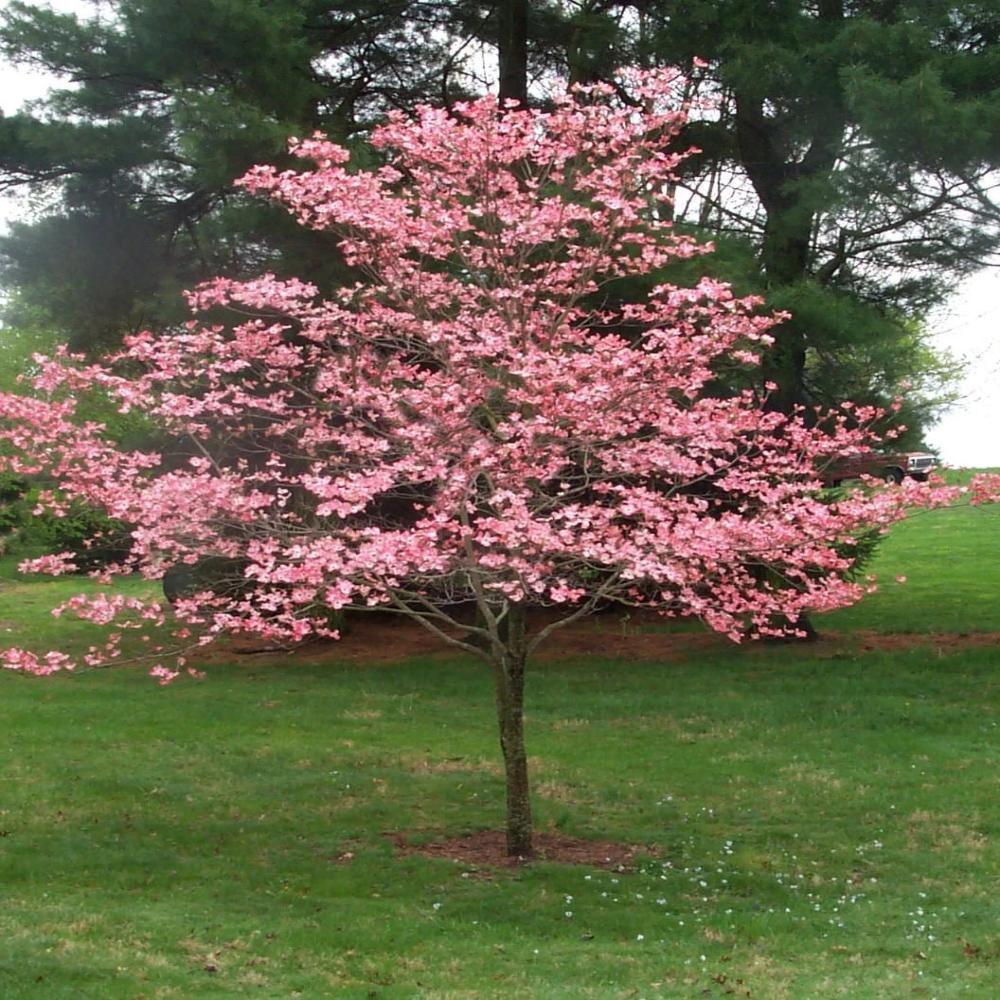 Cherokee Brave Dogwood