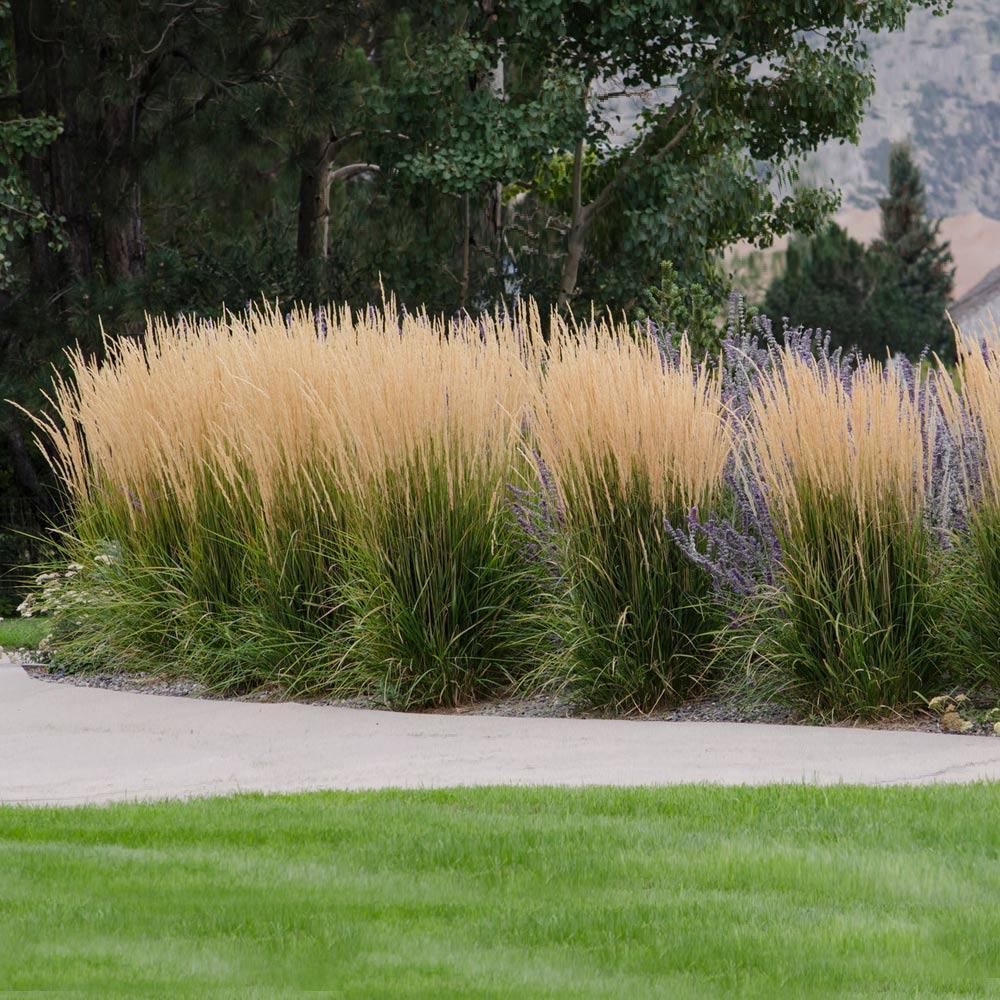 Fountain Grass