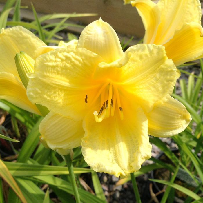 Fragrant Returns Daylily