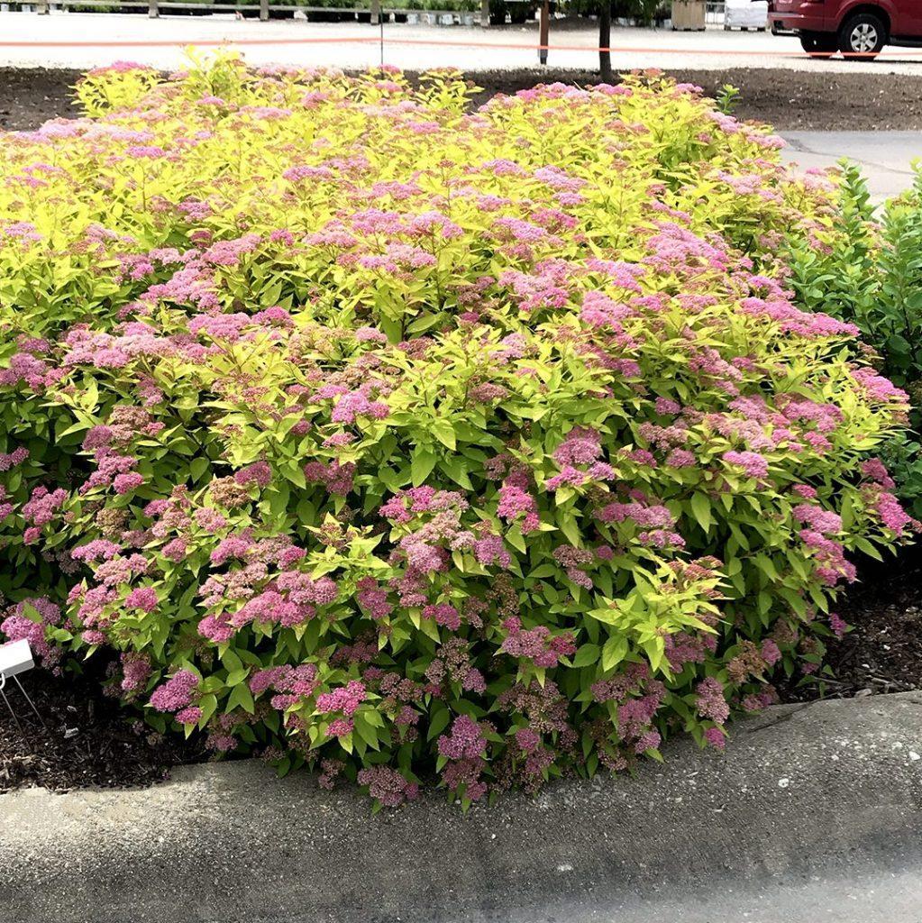 Gold Mound Spirea