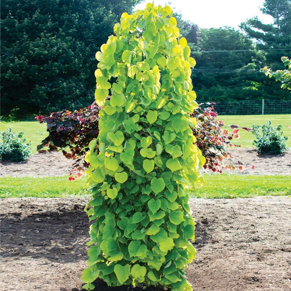 Golden Falls Redbud