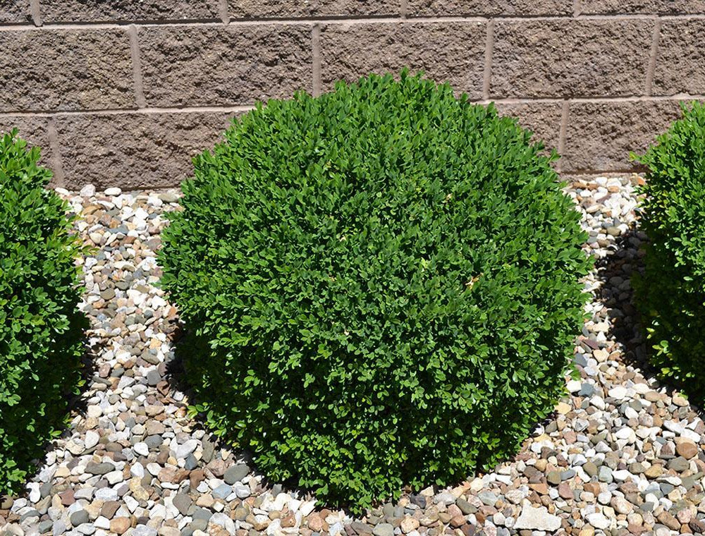 Green Gem Boxwood