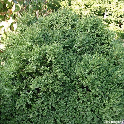 Green Velvet Boxwood