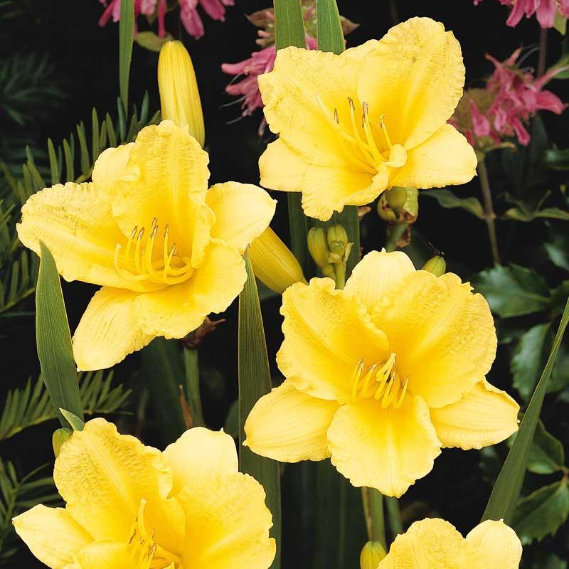 Happy Returns Daylily