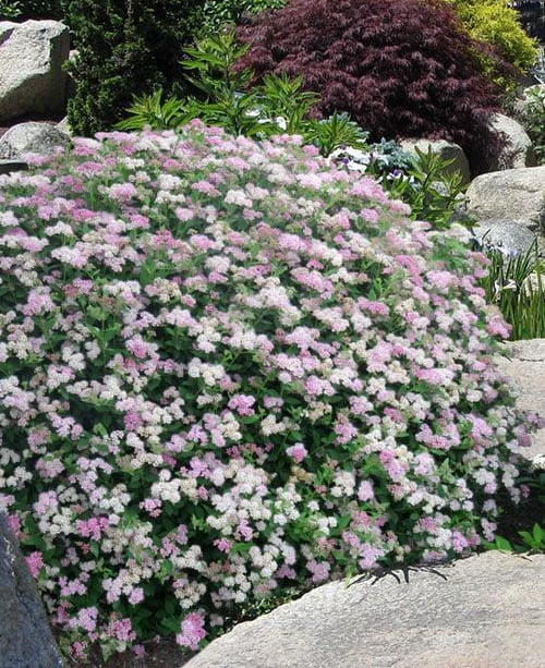 Little Princess Spirea