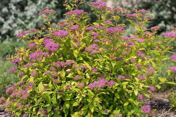 Little Spark Spirea