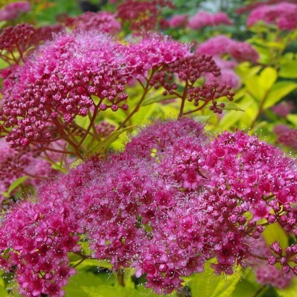 Magic Carpet Spirea