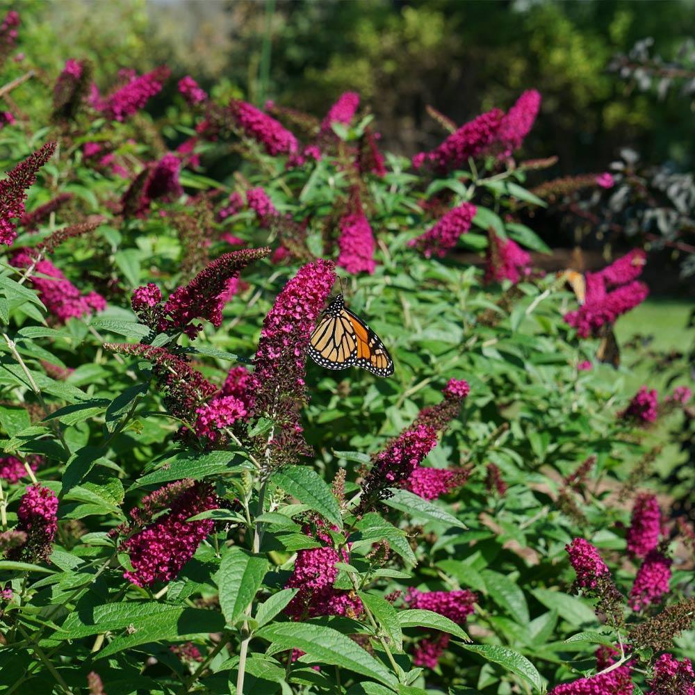 Miss Molly Butterﬂy Bush