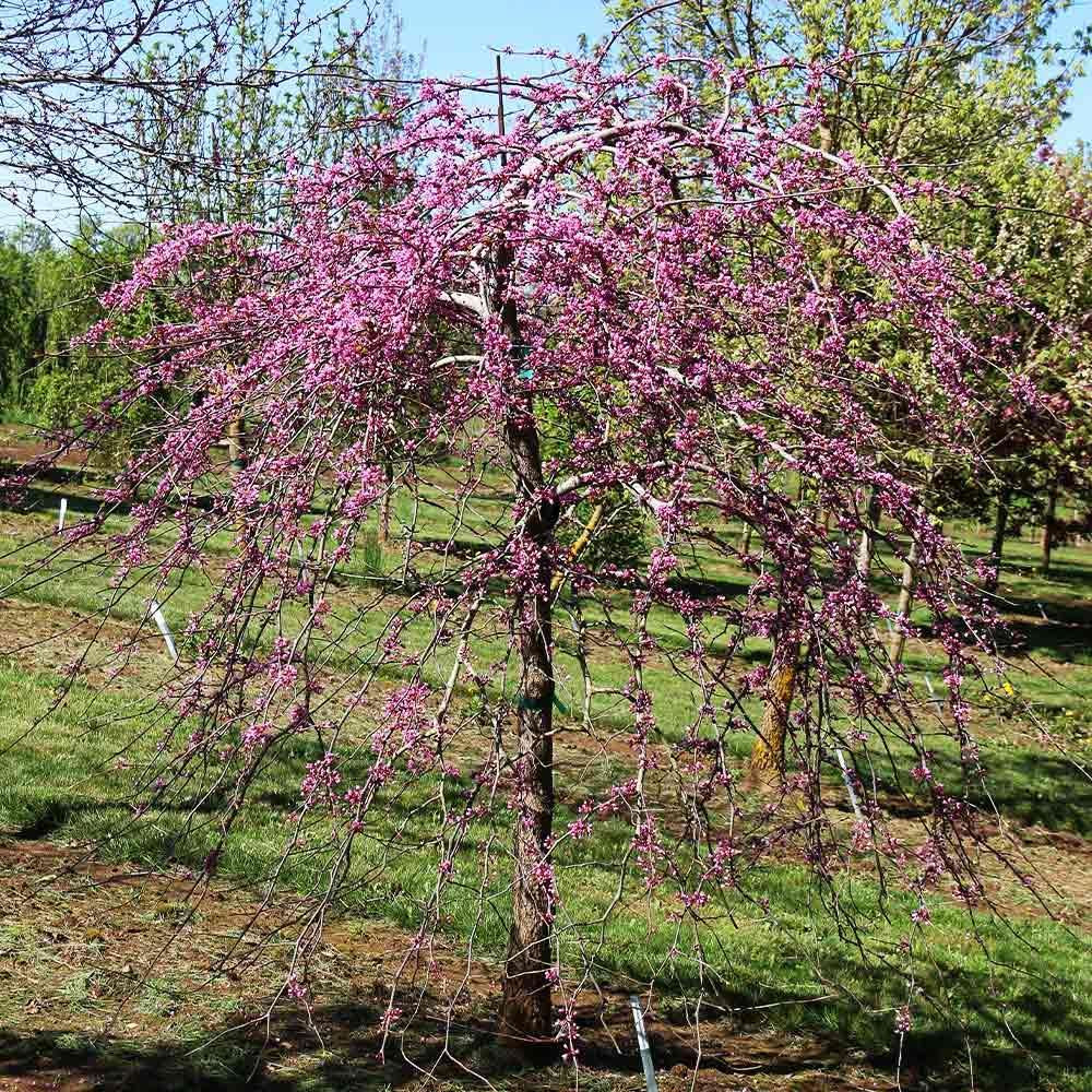 Pink Heartbreaker Redbud