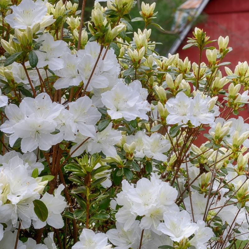 Pleasant White Azalea