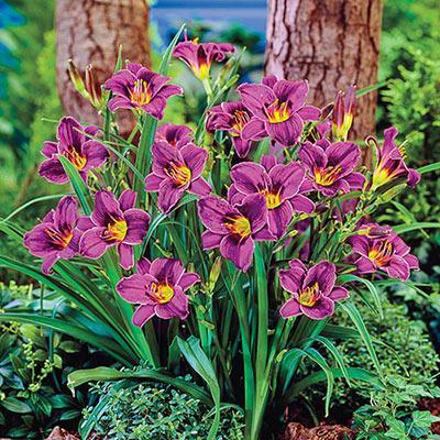 Purple D'oro Daylily