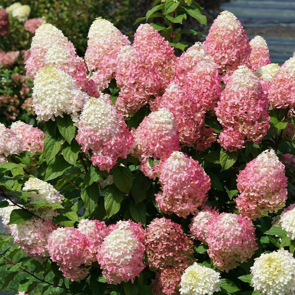 Quick Fire Hydrangea