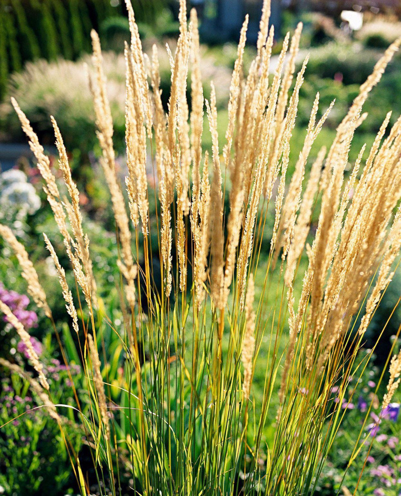 Reed Grass