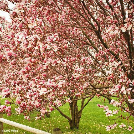 Saucer Magnolia