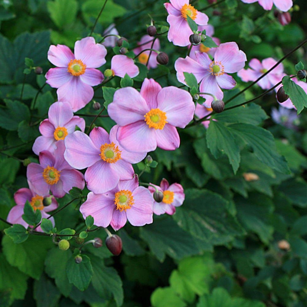 September Charm Anemone