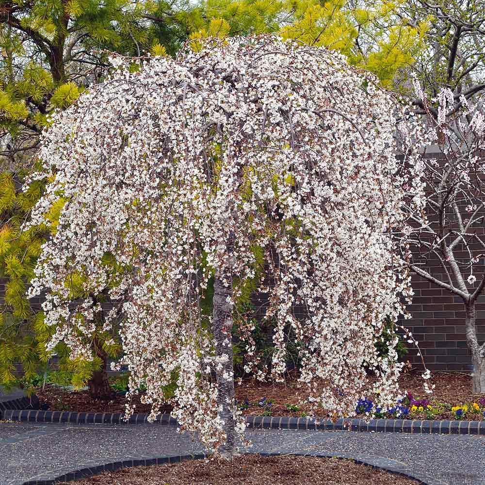 Snow Fountain Cherry