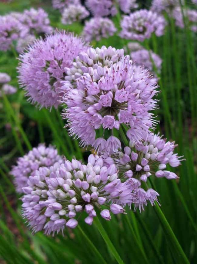 Summer Beauty Allium